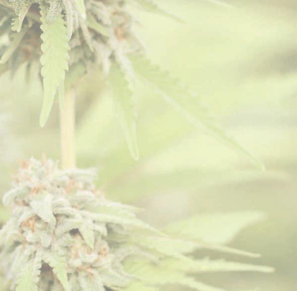 Hamptons Cannabis Expo 2021 Sparks East End New Opportunities